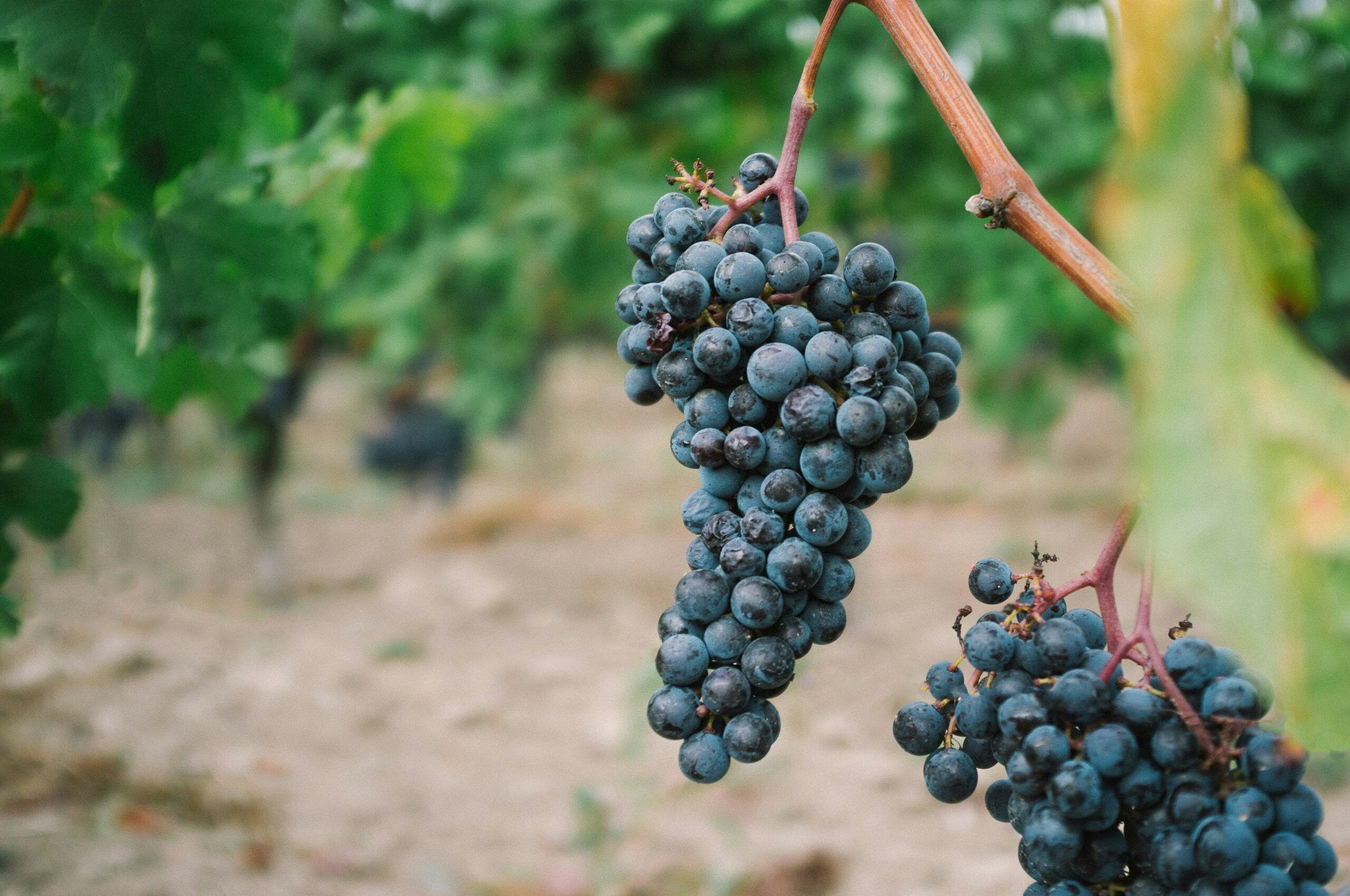 Comment nous choisissons nos vins?