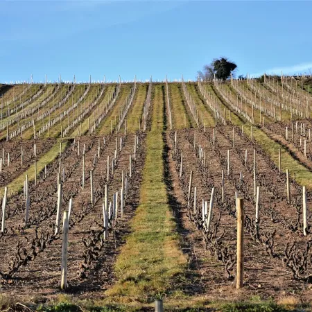 Héloïse Lartigue, construire un domaine dans le temps long