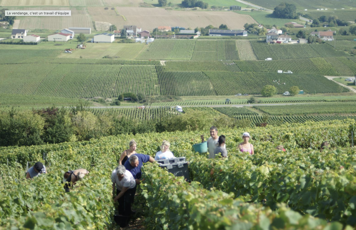  Sophie Lauwers-Deguerne