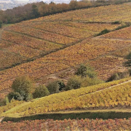 Héloïse Lartigue, construire un domaine dans le temps long