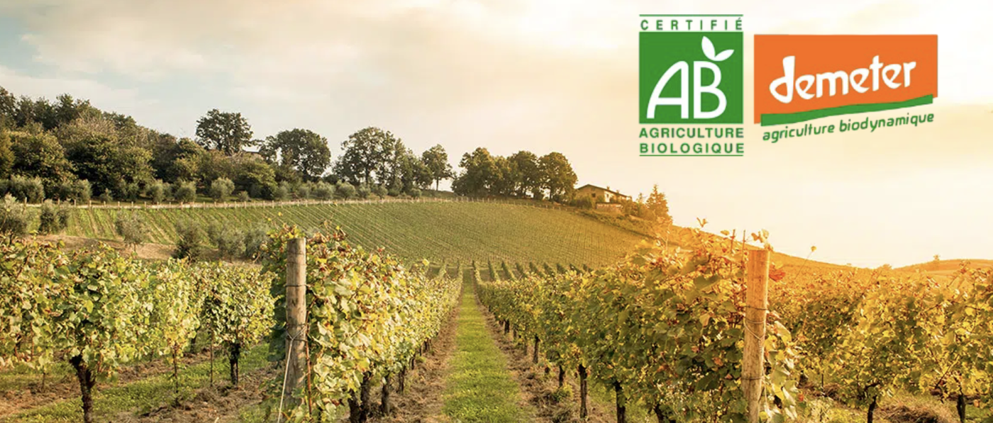 BIO ET BIODYNAMIE : LA VIGNE ENTRE SCIENCE ET CROYANCE