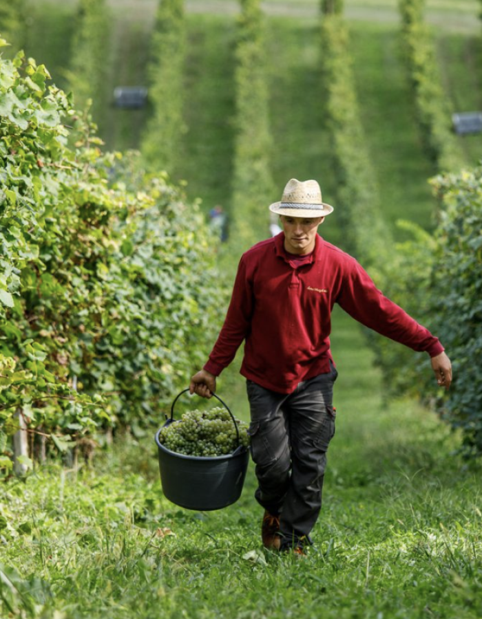 Cantina Edoardo Rota