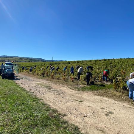 Nelly Tachon : la vigne pour héritage