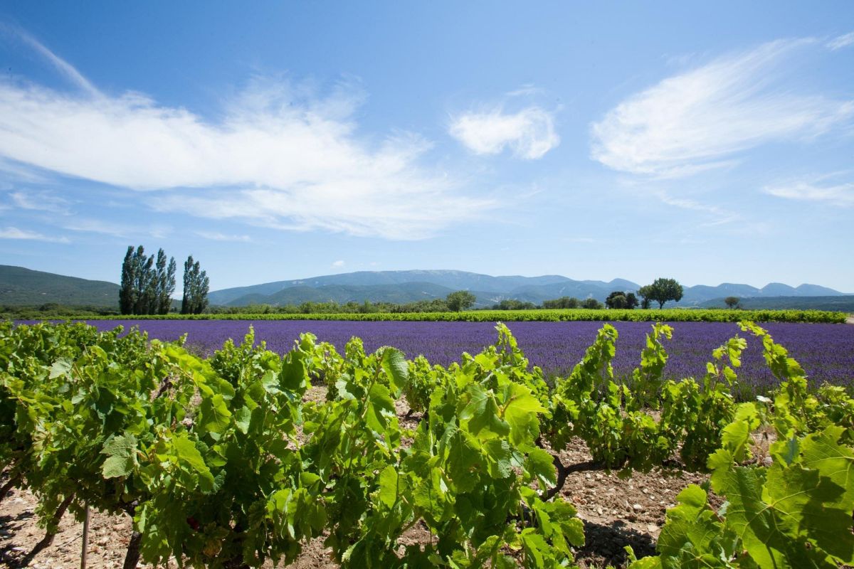 Mélina, Camille et Rémi Monteillet