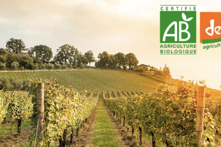 BIO ET BIODYNAMIE : LA VIGNE ENTRE SCIENCE ET CROYANCE