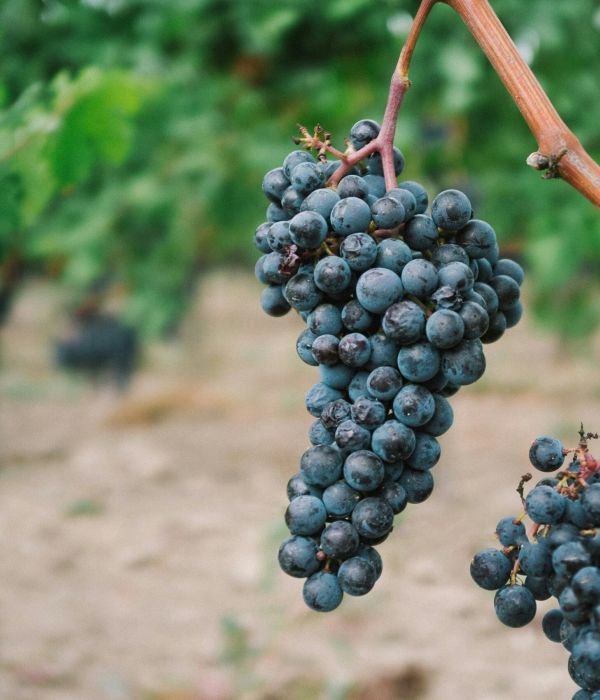 Comment nous choisissons nos vins?