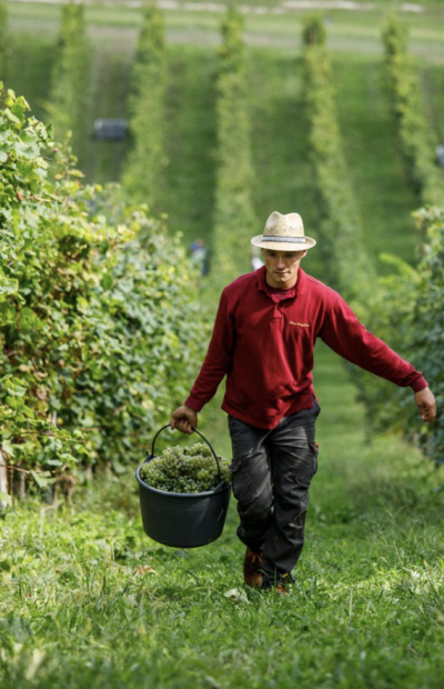 Cantina Edoardo Rota