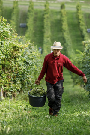 Cantina Edoardo Rota
