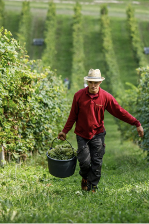 Cantina Edoardo Rota