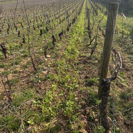 Retour sur notre soirée œnologie & dégustation Bouchard Père & Fils